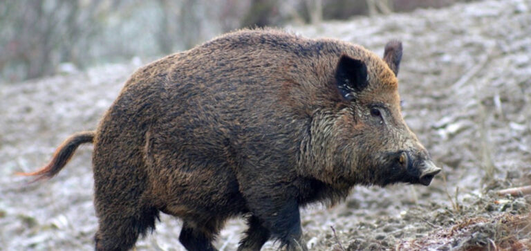 MOLISE AL VIA LA CACCIA DI SELEZIONE AL CINGHIALE