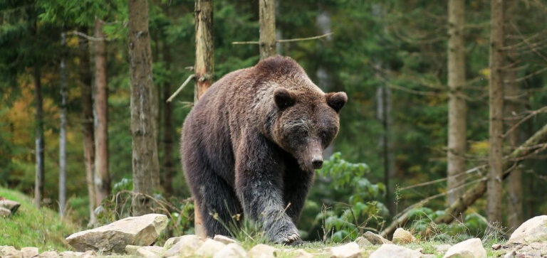 TRENTINO ORSI IN LETARGO? NON PROPRIO!!