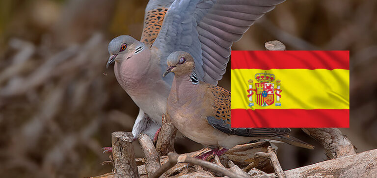 İSPANYOL AVCILARI GÜVERCİNİN YANINDA KALMAYACAKLAR