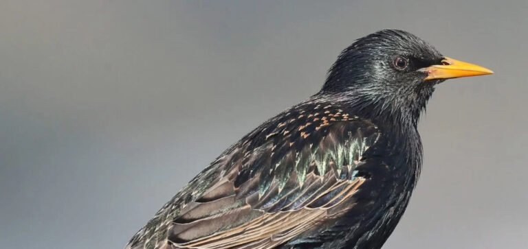 TOSCANA CACCIA IN DEROGA ALLO STORNO: ARCICACCIA CHIEDE PROLUNGAMENTO