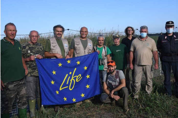 il ritorno della starna italica caccia perdix perdix life federcaccia