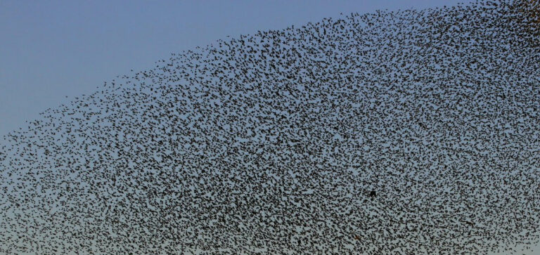 LOMBARDIA: CACCIA IN DEROGA ALLO STORNO E PREPAERTURA CORVIDI