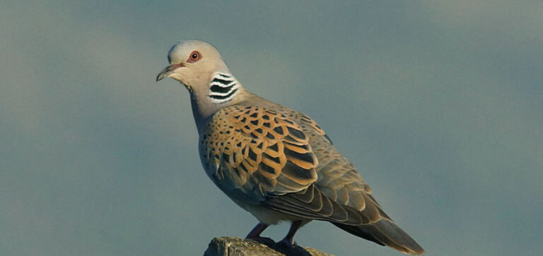 DOVE… İSPANYA'DA TAMAM