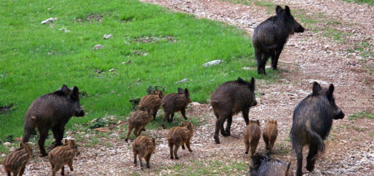 CINGHIALE: LE RICHIESTE DI COLDIRETTI PER IL NUOVO GOVERNO