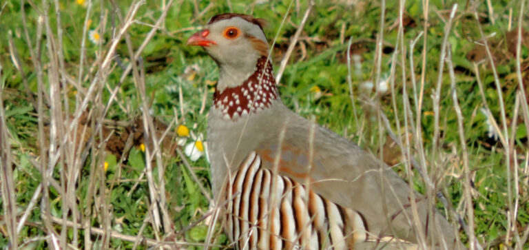 SARDEGNA: SI CACCIA LEPRE E PERNICE SARDA