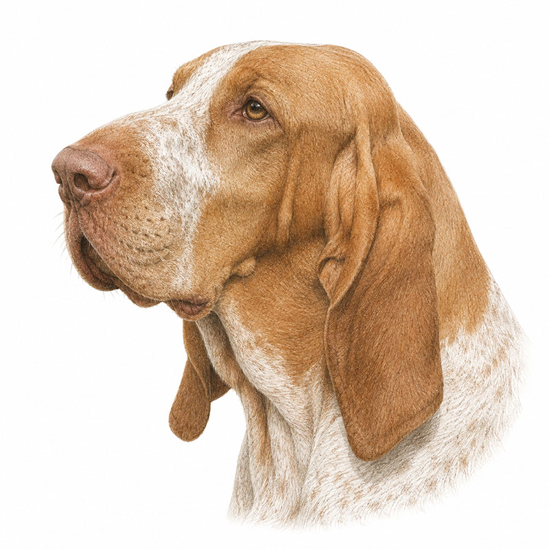 Italian Pointer characteristics and history