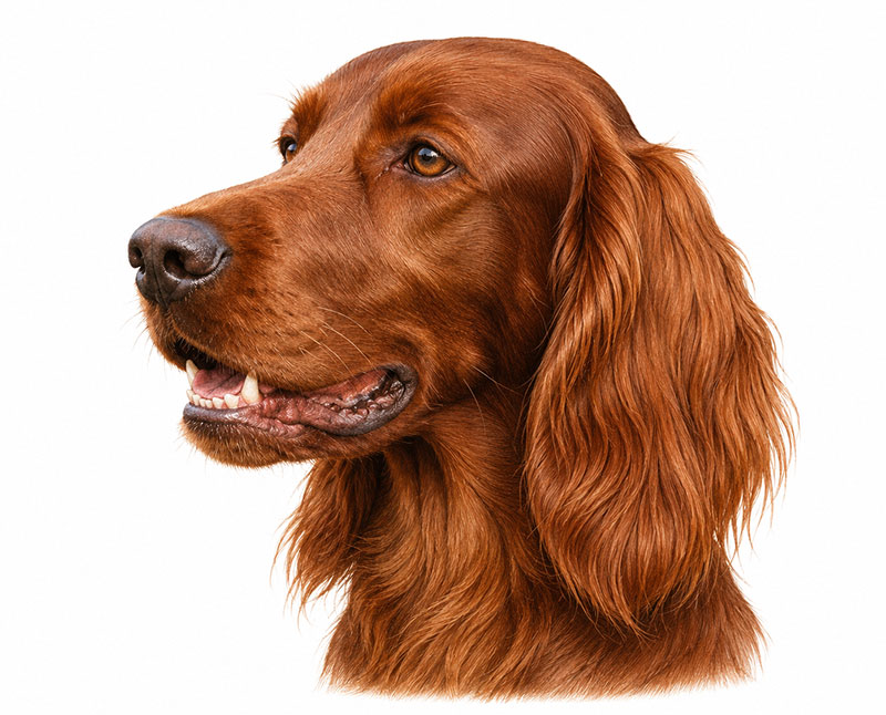 Setter Irlandese Rosso da caccia
