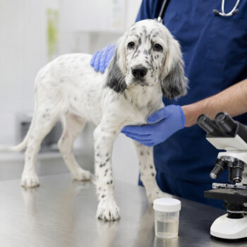 coccidiosi nel cane