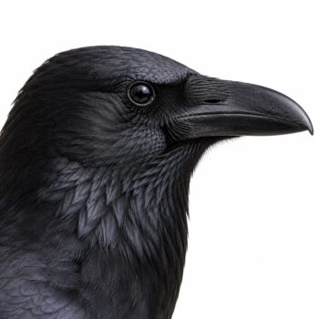 CORVO – Corvus Frugilegus
