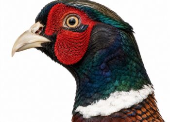fagiano comune caratteristiche e habitat