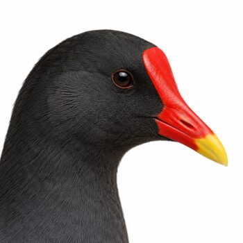 GALLINELLA D’ACQUA – Gallinula Chloropur