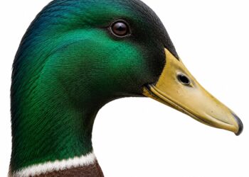 germano reale caratteristiche e habitat