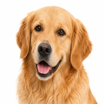 Golden Retriever de caza