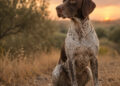 LEISHMANIOSI NEL CANE – contagio, sintomi, diagnosi e prevenzione