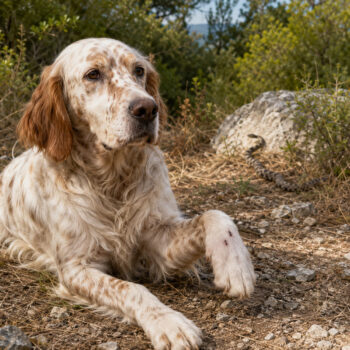 morso di vipera nel cane