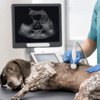 piometra nel cane sintomi e cura