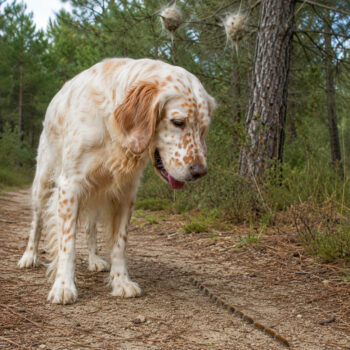 processionaria nel cane: sintomi e cosa fare