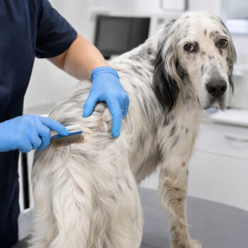 pulci nel cane sintomi e trattamento