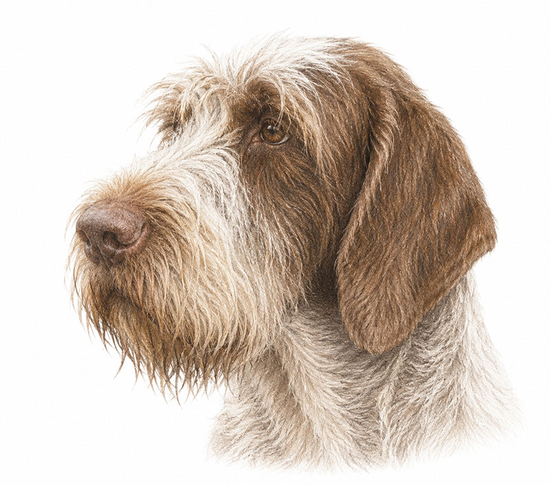 Spinone Italiano caratteristiche e attitudini