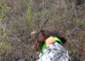 DOGTRACE X40, IL TEST SUL CAMPO: TECNOLOGIA AL SERVIZIO DI CANE E CACCIATORE