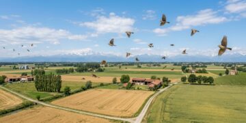 CACCIA ALL’ALLODOLA IN PIEMONTE, IL TAR ACCOGLIE SOLO IN PARTE IL RICORSO ANIMALISTA