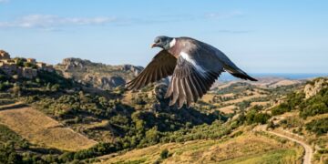 CALABRIA, VIA LIBERA ALLA PREAPERTURA DEL COLOMBACCIO: IL 2 SETTEMBRE SI TORNA A CACCIA