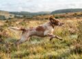 DA FEDERCACCIA FERMA CONDANNA PER LA MORTE DEI SETTE CANI