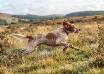 DA FEDERCACCIA FERMA CONDANNA PER LA MORTE DEI SETTE CANI