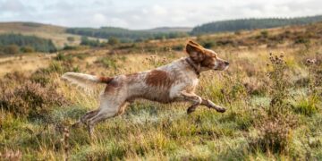 DA FEDERCACCIA FERMA CONDANNA PER LA MORTE DEI SETTE CANI