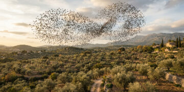 CACCIA IN TOSCANA, IL TAR NON SOSPENDE LE DEROGHE ALLO STORNO E LA PREAPERTURA