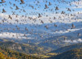 migrazione autunnale del colombaccio