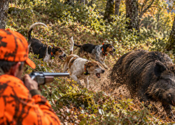 Wild boars killed in France 2025-2026