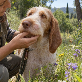 punture di insetti nel cane