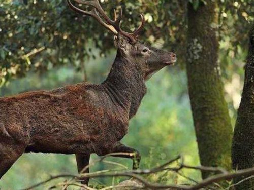 FAUNA SELVATICA E DANNI SOCIALI