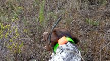 DOGTRACE X40, IL TEST SUL CAMPO: TECNOLOGIA AL SERVIZIO DI CANE E CACCIATORE