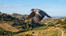 CALABRIA, VIA LIBERA ALLA PREAPERTURA DEL COLOMBACCIO: IL 2 SETTEMBRE SI TORNA A CACCIA