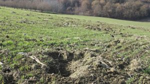 DANNI DA CINGHIALE … IL PIANO DI ORISTANO