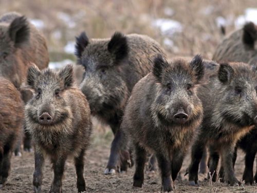 FRIULI E PESTE SUINA AFRICANA: SI ABBATTONO CINGHIALI