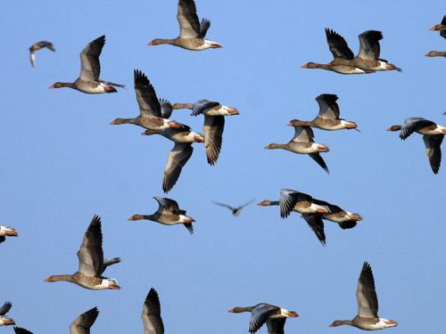 INGHILTERRA: SOSPESO IL PRELIEVO DI CORVIDI, COLOMBI ED OCHE