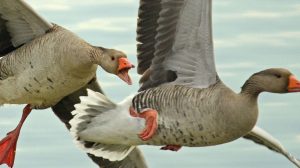 CACCIATORI PROTAGONISTI DELLA CONSERVAZIONE