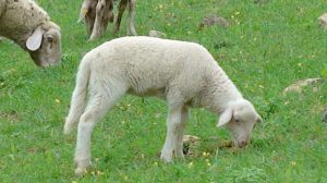 AGNELLI DI PASQUA …. E NON SOLO