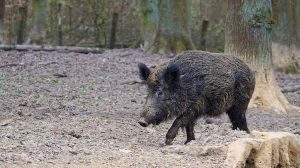 REPUBBLICA CECA: SANATA DALLA PESTE SUINA AFRICANA
