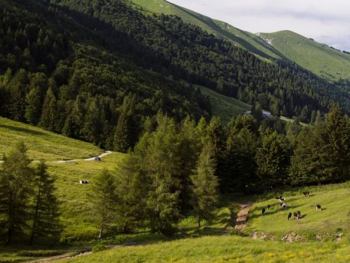 LUPI: VENETO PROTEGGE GLI ALPEGGI