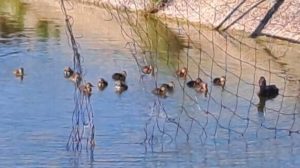 NIDIFICAZIONE IN CORSO NELLE ZONE UMIDE GESTITE DAI CACCIATORI