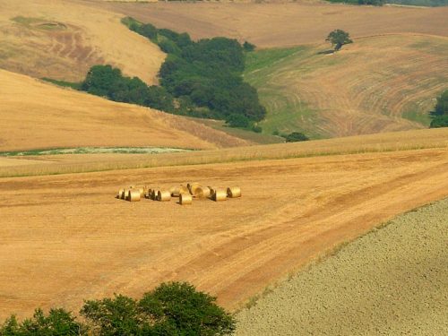 DIMISSIONARIO IL COMITATO DI GESTIONE DI ATC PISA