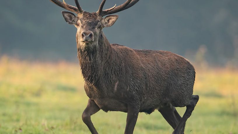 ELEMENTI DEL SUCCESSO VENATORIO: UNA TABELLA BALISTICA VERITIERA