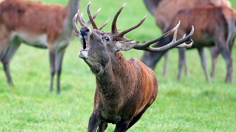 FONDAZIONE UNA ED AB AGRIVENATORIA BIODIVERSITALIA: GLI ANIMALI IN COSTITUZIONE