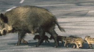 CORONAVIRUS: GLI UNGULATI E LUPI SI URBANIZZANO