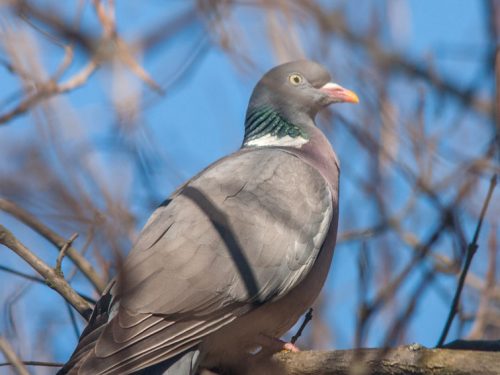 AD OGNI CACCIA IL SUO ABBIGLIAMENTO: AL COLOMBACCIO