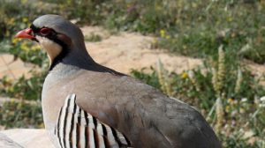LIPU COSTANTE NEL TEMPO: ARRIVANO PUNTUALI LE RICHIESTE DI DIVIETO DI CACCIA